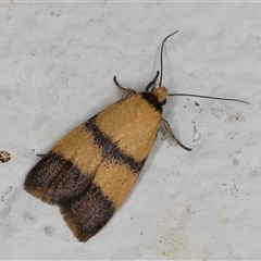 Heteroteucha translatella (Wingia Group) at Melba, ACT - 22 Oct 2024 by kasiaaus