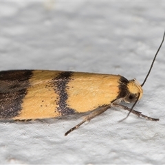 Heteroteucha translatella at Melba, ACT - 22 Oct 2024 08:38 PM