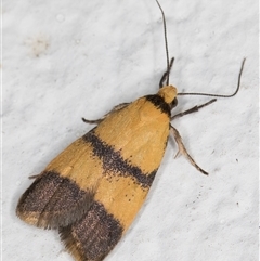 Heteroteucha translatella at Melba, ACT - 22 Oct 2024 08:38 PM