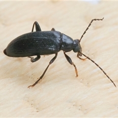 Homotrysis lugubris (Darkling beetle) at Googong, NSW - 18 Oct 2024 by WHall
