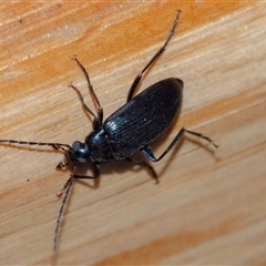 Homotrysis lugubris at Googong, NSW - 18 Oct 2024 04:14 PM