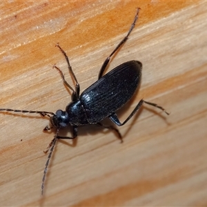 Homotrysis lugubris at Googong, NSW - 18 Oct 2024 04:14 PM