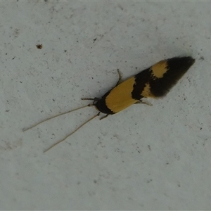 Opogona comptella at Hall, ACT - 23 Oct 2024 11:56 AM