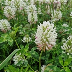 Trifolium vesiculosum (Arrow-leaf Clover) at Goulburn, NSW - 23 Oct 2024 by trevorpreston