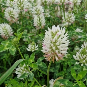 Trifolium vesiculosum at Goulburn, NSW - 23 Oct 2024