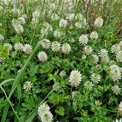 Trifolium vesiculosum at Goulburn, NSW - 23 Oct 2024