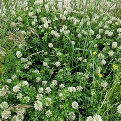 Trifolium vesiculosum at Goulburn, NSW - 23 Oct 2024