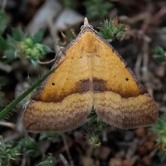 Anachloris subochraria (Golden Grass Carpet (Ennominae)) at Googong, NSW - 23 Oct 2024 by WHall