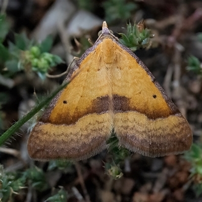 Anachloris subochraria (Golden Grass Carpet (Ennominae)) at Googong, NSW - 23 Oct 2024 by WHall