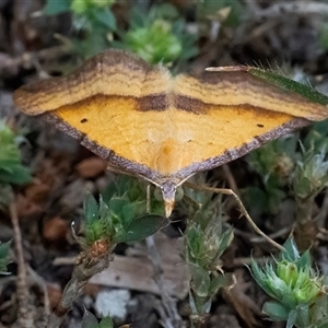 Anachloris subochraria at Googong, NSW - 23 Oct 2024