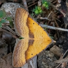 Anachloris subochraria at Googong, NSW - 23 Oct 2024