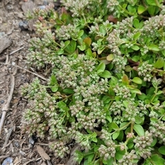 Polycarpon tetraphyllum (Four-leaf Allseed) at Goulburn, NSW - 23 Oct 2024 by trevorpreston