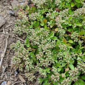 Polycarpon tetraphyllum at Goulburn, NSW - 23 Oct 2024 06:21 PM