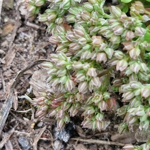 Polycarpon tetraphyllum at Goulburn, NSW - 23 Oct 2024 06:21 PM