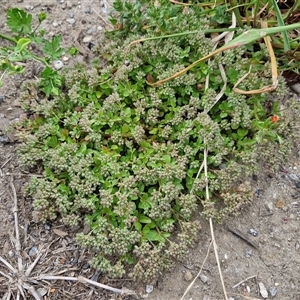 Polycarpon tetraphyllum at Goulburn, NSW - 23 Oct 2024 06:21 PM