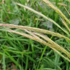 Vulpia bromoides (Squirrel-tail Fescue, Hair Grass) at Goulburn, NSW - 23 Oct 2024 by trevorpreston