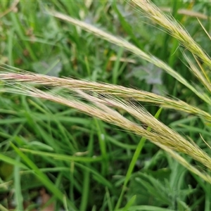 Vulpia bromoides at Goulburn, NSW - 23 Oct 2024