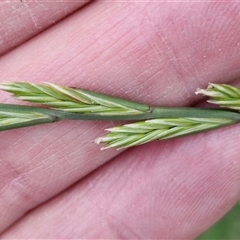 Lolium perenne (Perennial Ryegrass) at Goulburn, NSW - 23 Oct 2024 by trevorpreston