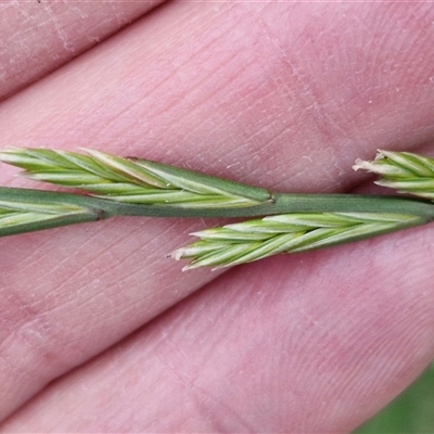 Lolium perenne (Perennial Ryegrass) at Goulburn, NSW - 23 Oct 2024 by trevorpreston