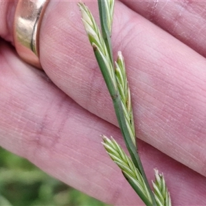 Lolium perenne at Goulburn, NSW - 23 Oct 2024 06:20 PM