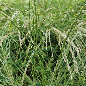 Lolium perenne at Goulburn, NSW - 23 Oct 2024 06:20 PM