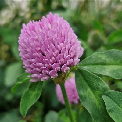 Trifolium pratense (Red Clover) at Goulburn, NSW - 23 Oct 2024 by trevorpreston