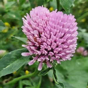 Trifolium pratense at Goulburn, NSW - 23 Oct 2024