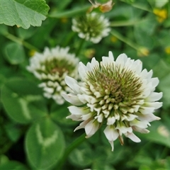 Trifolium repens (White Clover) at Goulburn, NSW - 23 Oct 2024 by trevorpreston