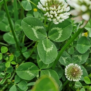 Trifolium repens at Goulburn, NSW - 23 Oct 2024 06:18 PM