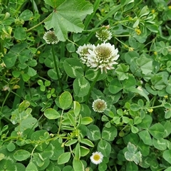 Trifolium repens at Goulburn, NSW - 23 Oct 2024