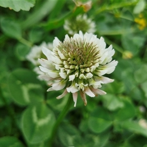 Trifolium repens at Goulburn, NSW - 23 Oct 2024 06:18 PM