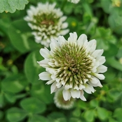 Trifolium repens at Goulburn, NSW - 23 Oct 2024