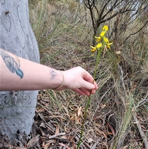 Diuris sulphurea at Bungendore, NSW - 23 Oct 2024