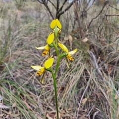 Diuris sulphurea at Bungendore, NSW - 23 Oct 2024