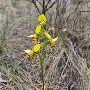 Diuris sulphurea at Bungendore, NSW - 23 Oct 2024