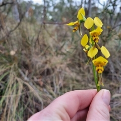 Diuris sulphurea at Bungendore, NSW - 23 Oct 2024