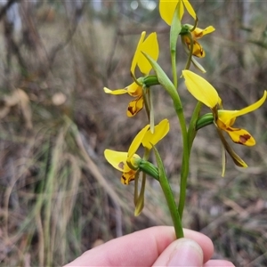 Diuris sulphurea at Bungendore, NSW - 23 Oct 2024