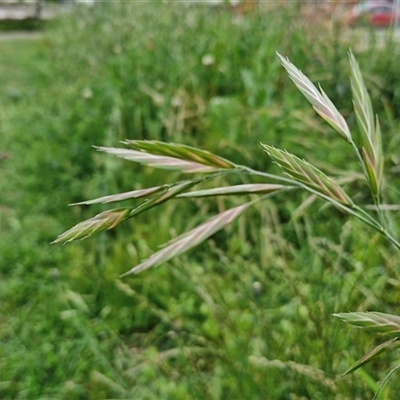 Bromus catharticus (Prairie Grass) at Goulburn, NSW - 23 Oct 2024 by trevorpreston