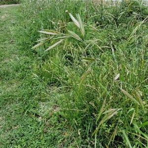 Bromus catharticus at Goulburn, NSW - 23 Oct 2024 06:18 PM