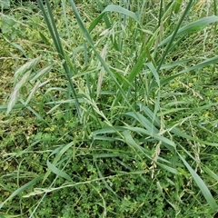 Bromus catharticus at Goulburn, NSW - 23 Oct 2024 06:18 PM