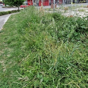 Bromus catharticus at Goulburn, NSW - 23 Oct 2024