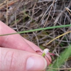 Caladenia moschata (Musky Caps) at Bungendore, NSW - 23 Oct 2024 by clarehoneydove