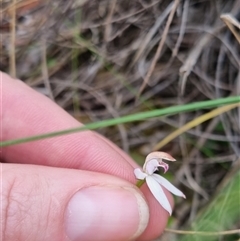 Caladenia moschata at Bungendore, NSW - suppressed