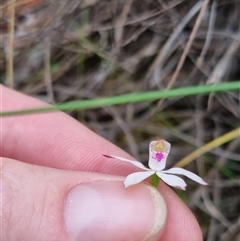 Caladenia moschata at Bungendore, NSW - 23 Oct 2024