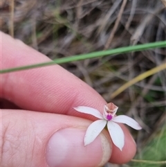 Caladenia moschata at Bungendore, NSW - 23 Oct 2024