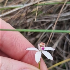 Caladenia moschata at Bungendore, NSW - suppressed