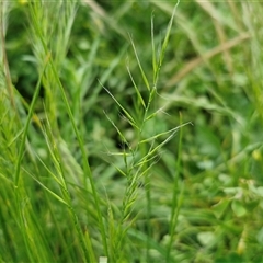 Vulpia bromoides (Squirrel-tail Fescue, Hair Grass) at Goulburn, NSW - 23 Oct 2024 by trevorpreston