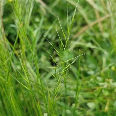 Vulpia bromoides (Squirrel-tail Fescue, Hair Grass) at Goulburn, NSW - 23 Oct 2024 by trevorpreston