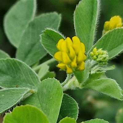 Trifolium dubium (Yellow Suckling Clover) at Goulburn, NSW - 23 Oct 2024 by trevorpreston