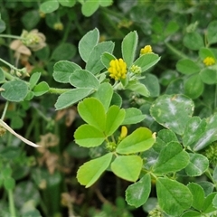 Trifolium dubium at Goulburn, NSW - 23 Oct 2024